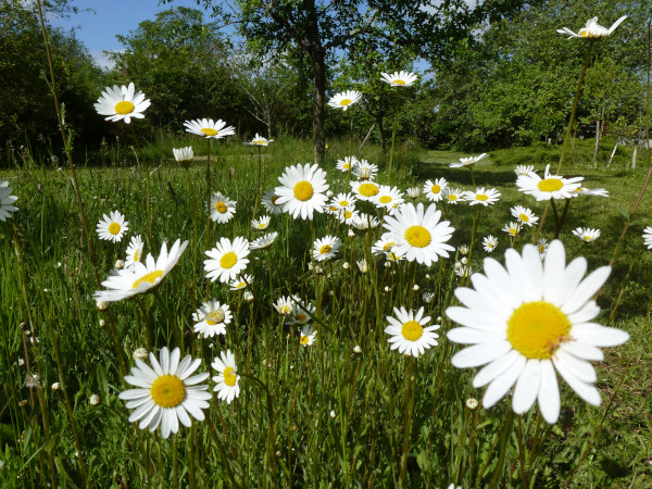 Marguerites au Verger de Bouresse © Sandrine Berthault